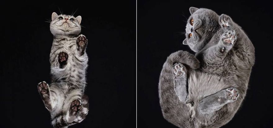 Pictures Of Cats From Underneath