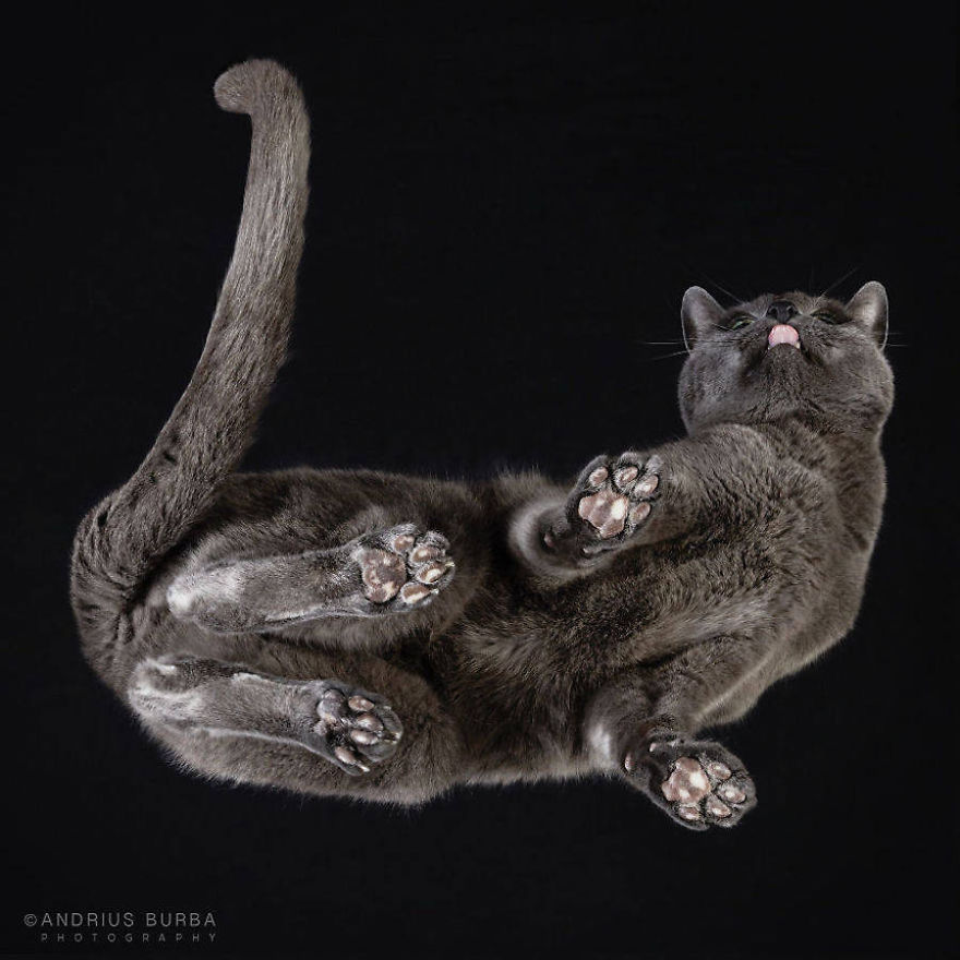 Pictures Of Cats From Underneath