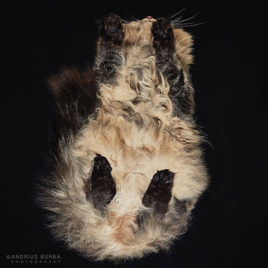 Pictures Of Cats From Underneath