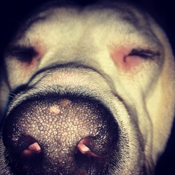 I Smell Cookies I Want Them Now!