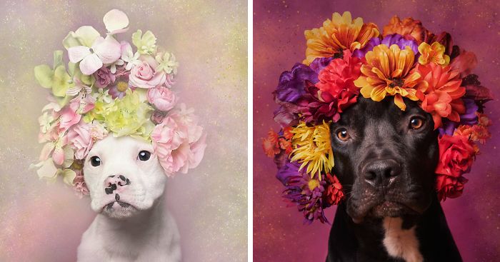 ‘Pit Bull Flower Power’ Already Found Homes For 51 Pits (New Pics)