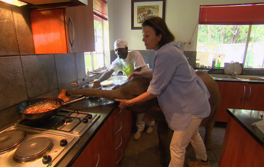 rescue-baby-elephant-moyo-roxy-danckwerts-wild-is-life-zimbabwe-19 rescue-baby-elephant-moyo-roxy-danckwerts-wild-is-life-zimbabwe-19