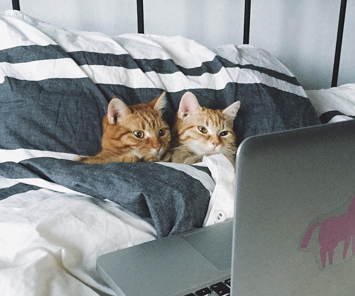 Two Ginger Brothers Found in Garden Are Inseparable From Day 1