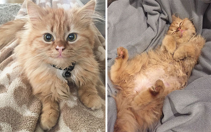 After They Brought Her Home From A Shelter, This Cat Can’t Stop Smiling