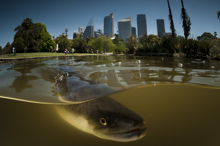Legal Immigrant: A Long Finned Eel, Botanical Gardens, Sydney