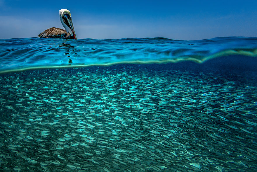 A Caribbean Brown Pelican Is Literally Floating On His Dinner