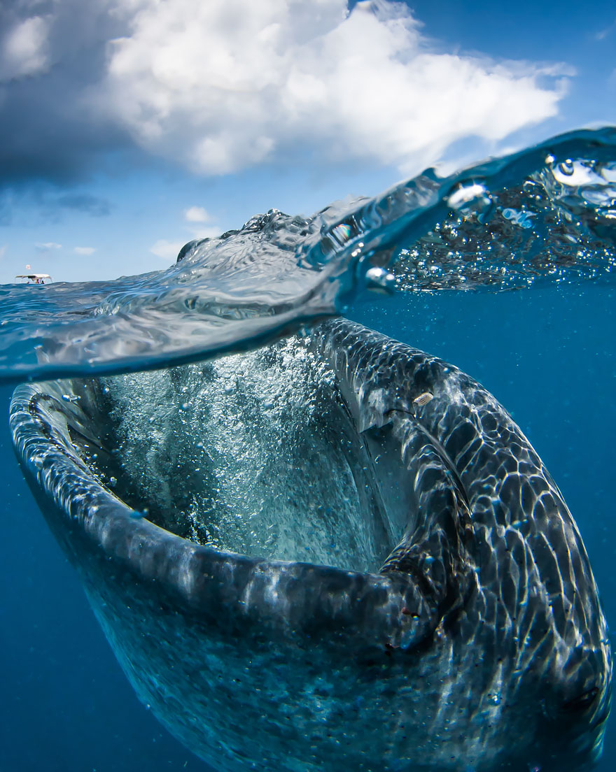 Whaleshark