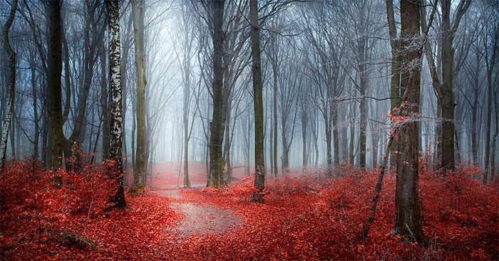 I Captured ‘Stories Of The Forests’ Inspired By My Grandmother’s Tales