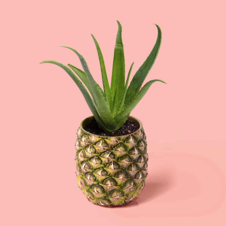 Pineapple Pot