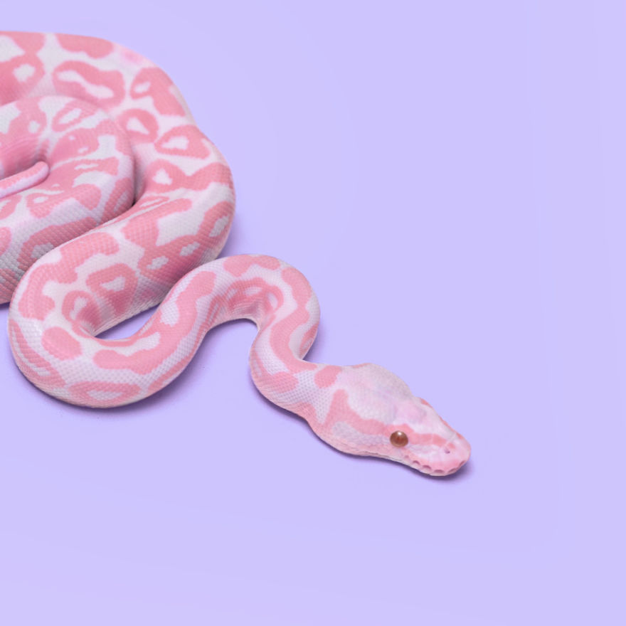 Pink Snake