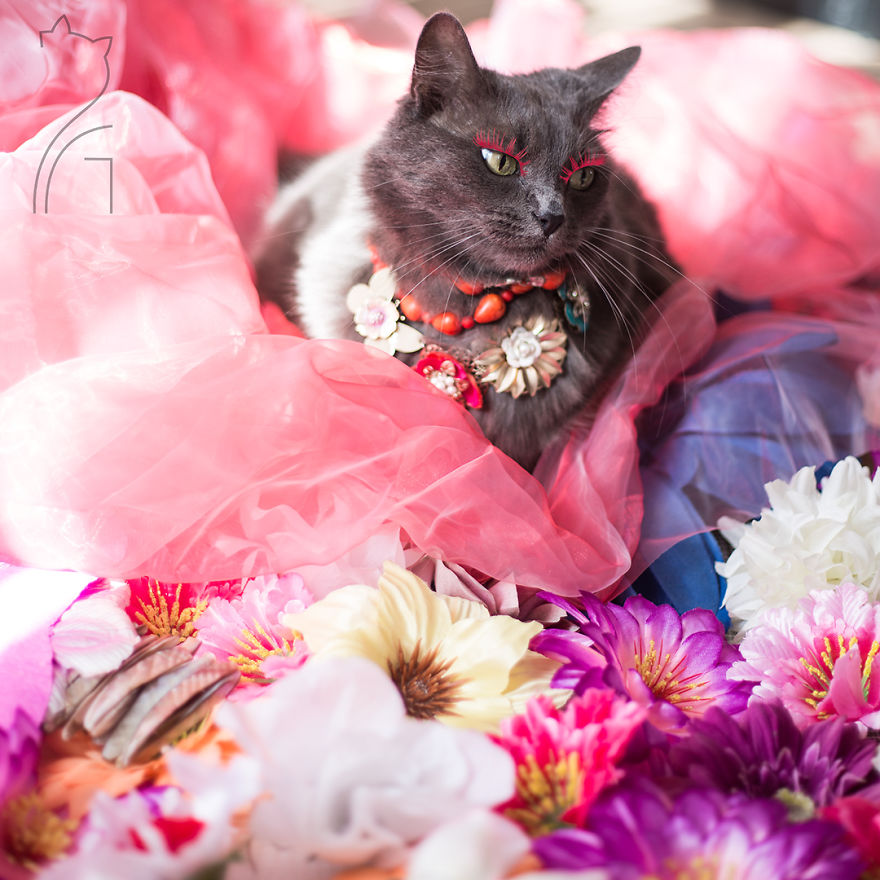 This Kitty Was Found Half Dead But Now She Lives Her Life As A Fabulous Fashionista