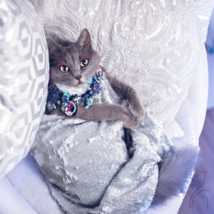 This Kitty Was Found Half Dead But Now She Lives Her Life As A Fabulous Fashionista