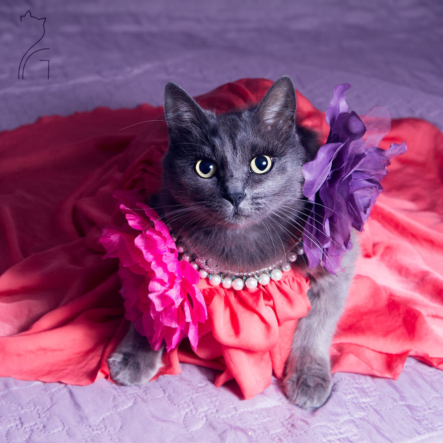 This Kitty Was Found Half Dead But Now She Lives Her Life As A Fabulous Fashionista