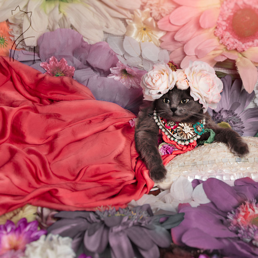 This Kitty Was Found Half Dead But Now She Lives Her Life As A Fabulous Fashionista This Kitty Was Found Half Dead But Now She Lives Her Life As A Fabulous Fashionista