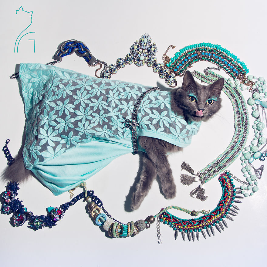 This Kitty Was Found Half Dead But Now She Lives Her Life As A Fabulous Fashionista
