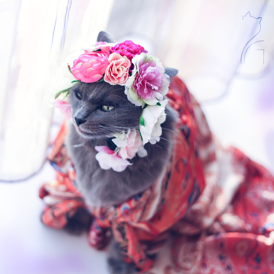 This Kitty Was Found Half Dead But Now She Lives Her Life As A Fabulous Fashionista