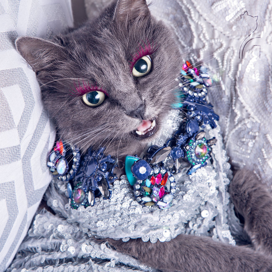 This Kitty Was Found Half Dead But Now She Lives Her Life As A Fabulous Fashionista This Kitty Was Found Half Dead But Now She Lives Her Life As A Fabulous Fashionista