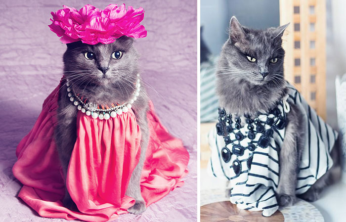 This Kitty Was Found Half Dead But Now She Lives Her Life As A Fabulous Fashionista