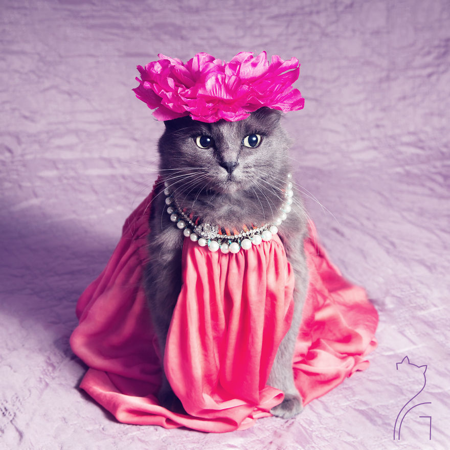 This Kitty Was Found Half Dead But Now She Lives Her Life As A Fabulous Fashionista This Kitty Was Found Half Dead But Now She Lives Her Life As A Fabulous Fashionista