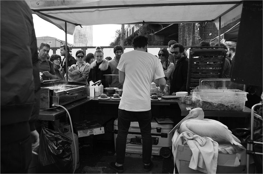 Zoo Animals Invade The Streets To Show What Tolerant Society Would Look Like Zoo Animals Invade The Streets To Show What Tolerant Society Would Look Like