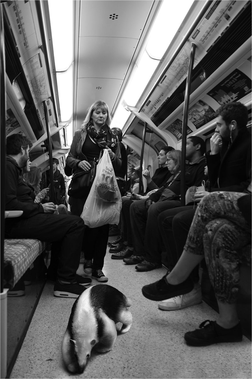 Zoo Animals Invade The Streets To Show What Tolerant Society Would Look Like Zoo Animals Invade The Streets To Show What Tolerant Society Would Look Like