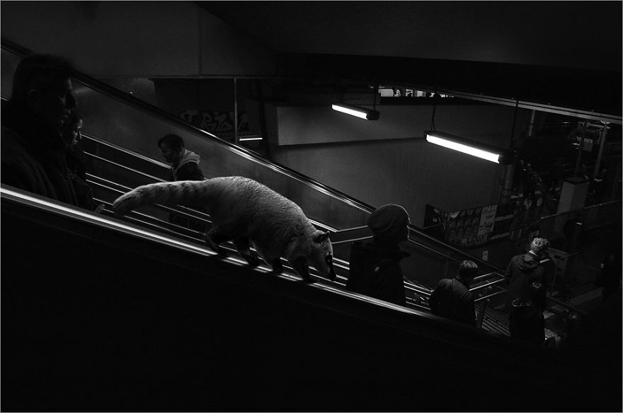 Zoo Animals Invade The Streets To Show What Tolerant Society Would Look Like