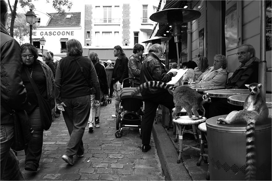 Zoo Animals Invade The Streets To Show What Tolerant Society Would Look Like