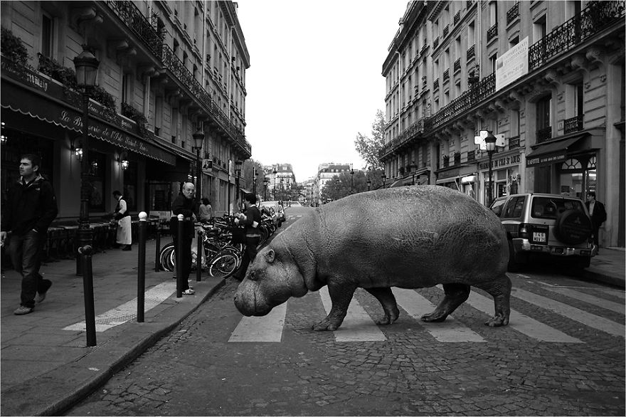 Zoo Animals Invade The Streets To Show What Tolerant Society Would Look Like