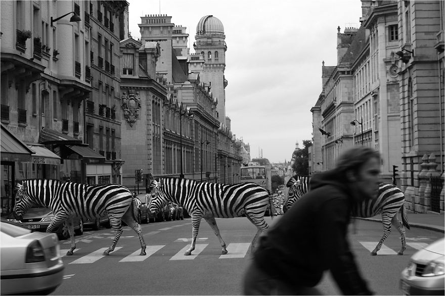 Zoo Animals Invade The Streets To Show What Tolerant Society Would Look Like