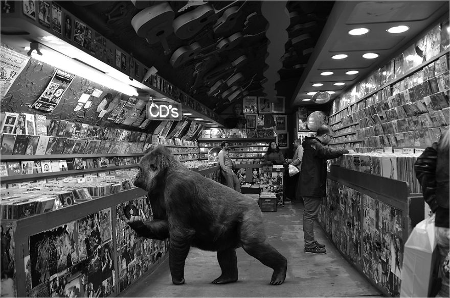 Zoo Animals Invade The Streets To Show What Tolerant Society Would Look Like