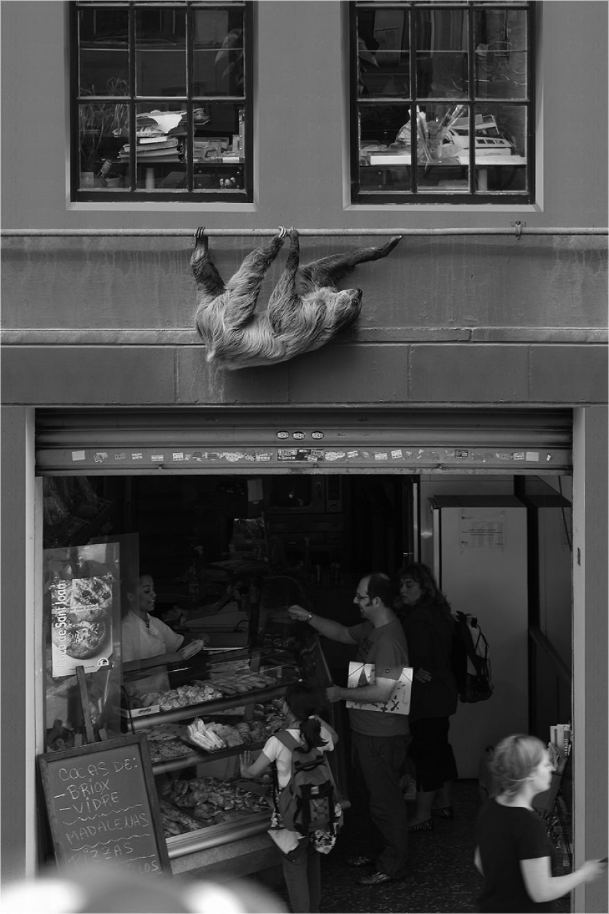 Zoo Animals Invade The Streets To Show What Tolerant Society Would Look Like