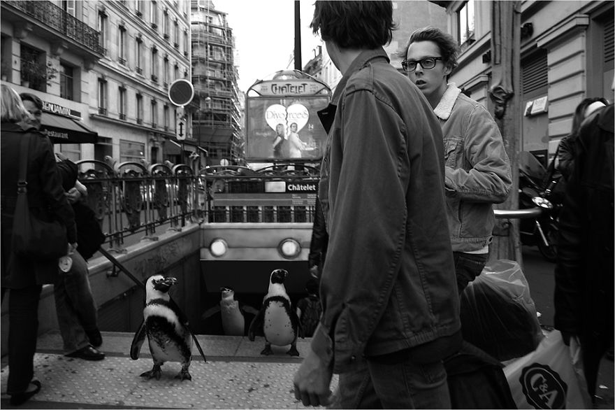 Zoo Animals Invade The Streets To Show What Tolerant Society Would Look Like