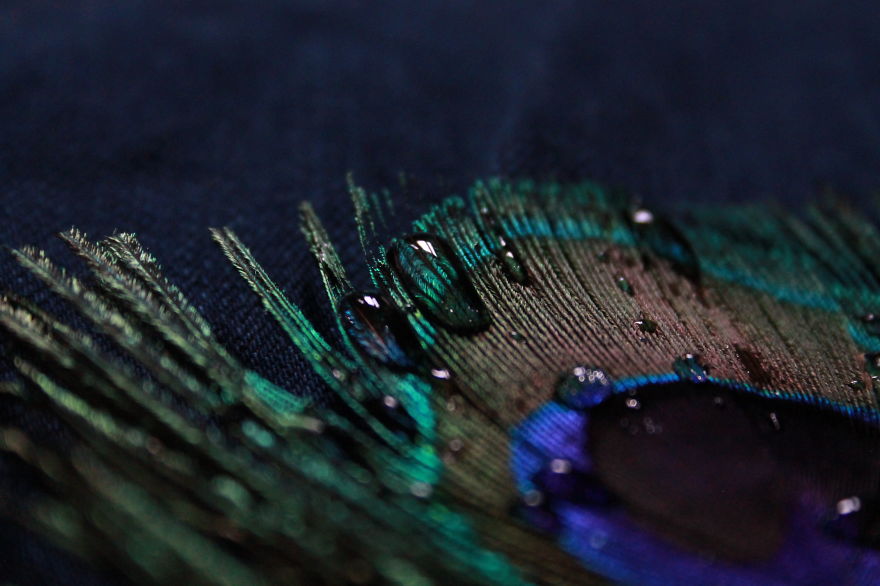I Take Magical Photos Of Feathers And Water Drops On My Bedroom Floor I Take Magical Photos Of Feathers And Water Drops On My Bedroom Floor