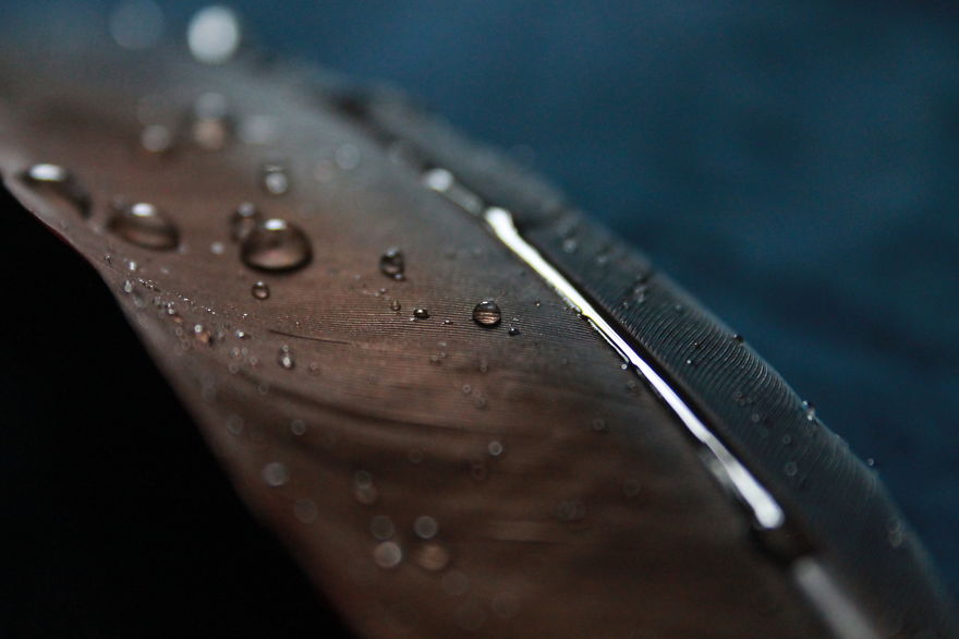 I Take Magical Photos Of Feathers And Water Drops On My Bedroom Floor I Take Magical Photos Of Feathers And Water Drops On My Bedroom Floor