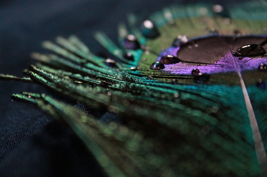 I Take Magical Photos Of Feathers And Water Drops On My Bedroom Floor