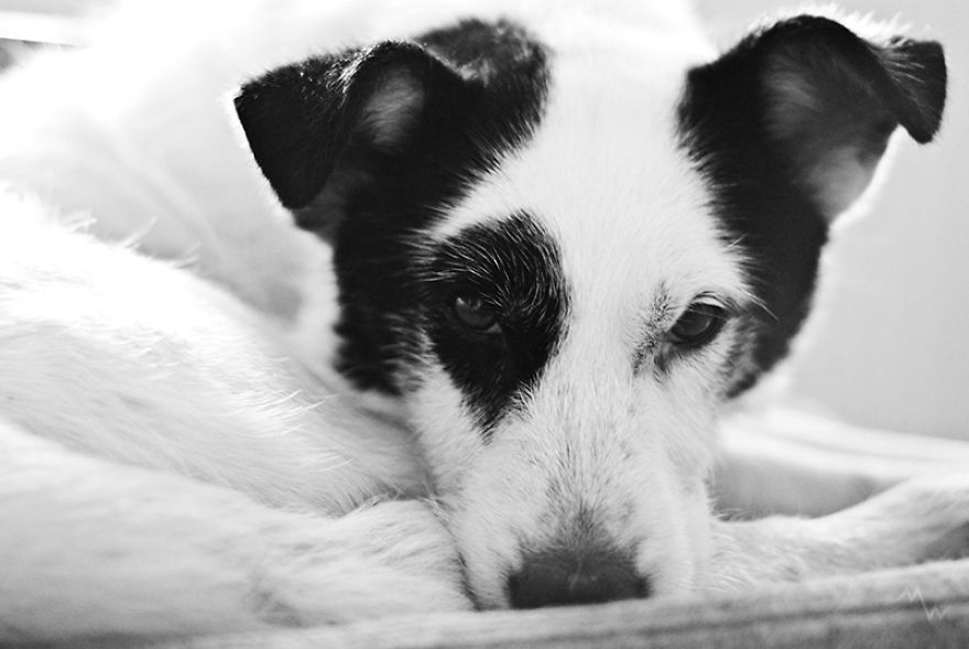 This Dog Was Left By Two Of His Owners, But Then We Saw Him, And Knew He Was The One This Dog Was Left By Two Of His Owners, But Then We Saw Him, And Knew He Was The One