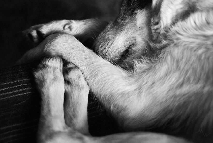 This Dog Was Left By Two Of His Owners, But Then We Saw Him, And Knew He Was The One This Dog Was Left By Two Of His Owners, But Then We Saw Him, And Knew He Was The One