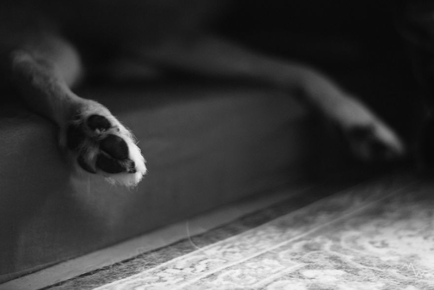 This Dog Was Left By Two Of His Owners, But Then We Saw Him, And Knew He Was The One This Dog Was Left By Two Of His Owners, But Then We Saw Him, And Knew He Was The One