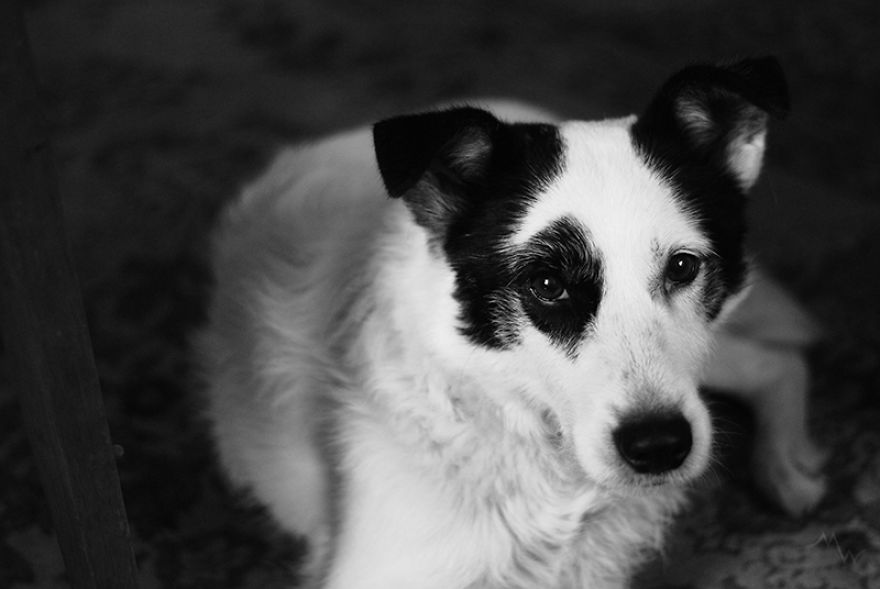 This Dog Was Left By Two Of His Owners, But Then We Saw Him, And Knew He Was The One