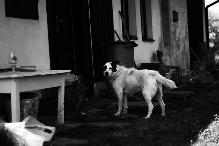 This Dog Was Left By Two Of His Owners, But Then We Saw Him, And Knew He Was The One This Dog Was Left By Two Of His Owners, But Then We Saw Him, And Knew He Was The One