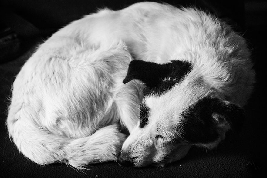 This Dog Was Left By Two Of His Owners, But Then We Saw Him, And Knew He Was The One This Dog Was Left By Two Of His Owners, But Then We Saw Him, And Knew He Was The One