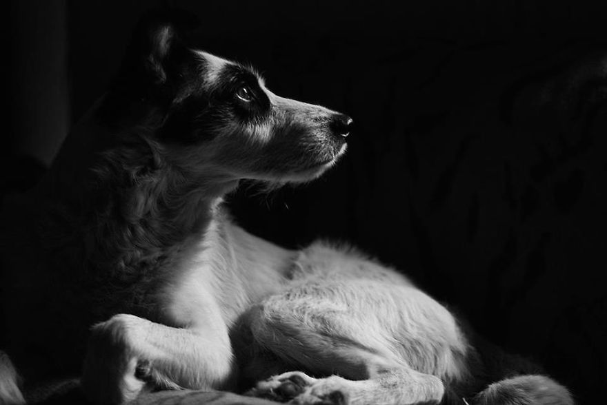 This Dog Was Left By Two Of His Owners, But Then We Saw Him, And Knew He Was The One This Dog Was Left By Two Of His Owners, But Then We Saw Him, And Knew He Was The One