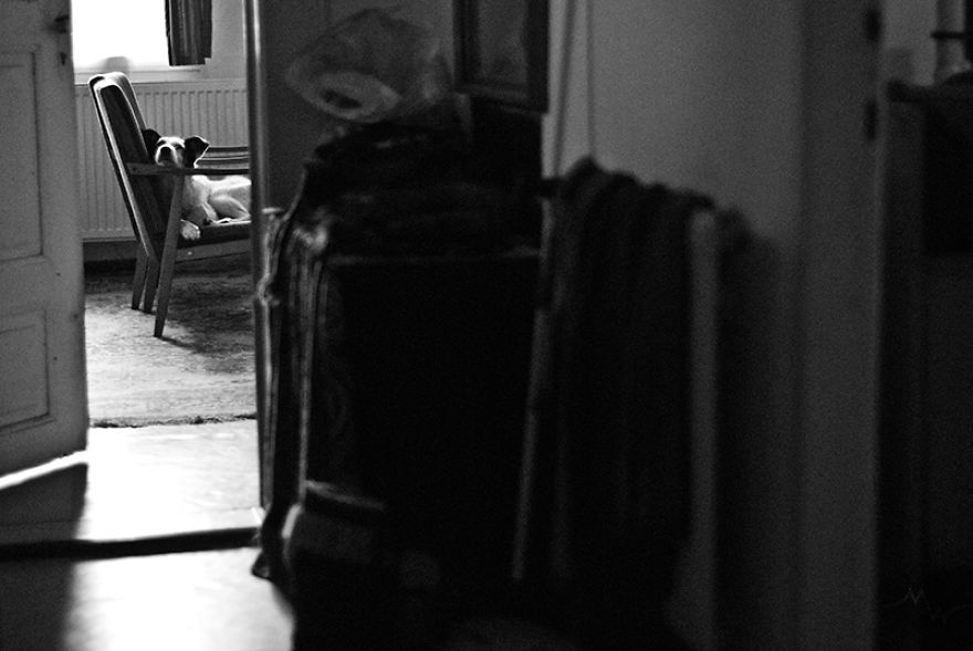 This Dog Was Left By Two Of His Owners, But Then We Saw Him, And Knew He Was The One This Dog Was Left By Two Of His Owners, But Then We Saw Him, And Knew He Was The One