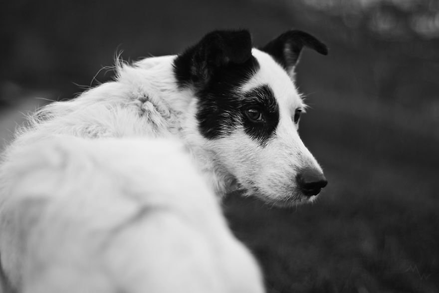 This Dog Was Left By Two Of His Owners, But Then We Saw Him, And Knew He Was The One