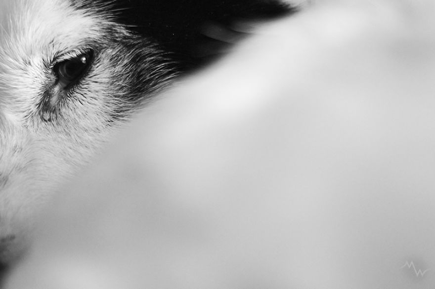 This Dog Was Left By Two Of His Owners, But Then We Saw Him, And Knew He Was The One This Dog Was Left By Two Of His Owners, But Then We Saw Him, And Knew He Was The One