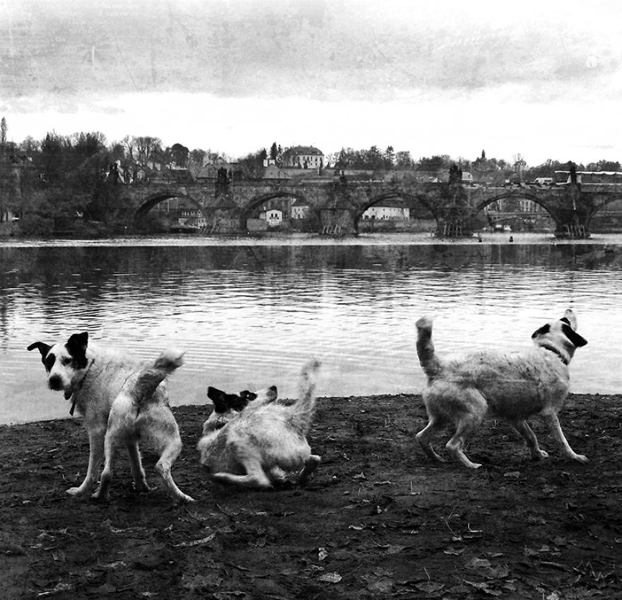 This Dog Was Left By Two Of His Owners, But Then We Saw Him, And Knew He Was The One This Dog Was Left By Two Of His Owners, But Then We Saw Him, And Knew He Was The One