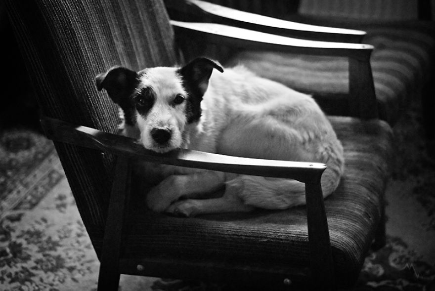 This Dog Was Left By Two Of His Owners, But Then We Saw Him, And Knew He Was The One