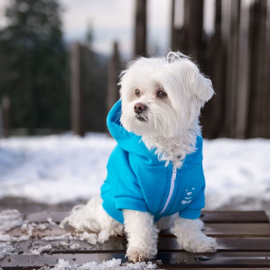 Meet Toby Littledude - Instagram's Most Adorable Hipster Pup!