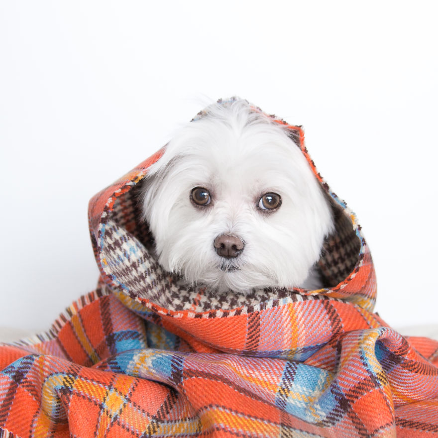 Meet Toby Littledude - Instagram's Most Adorable Hipster Pup!