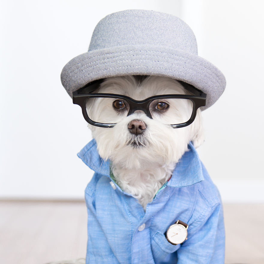 Meet Toby Littledude - Instagram's Most Adorable Hipster Pup!